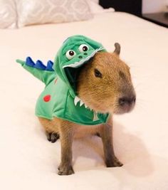Dino Capybara